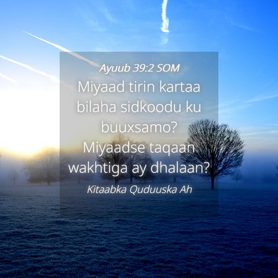 Picture 04 - Ayuub 39:2 SOM - Miyaad tirin kartaa bilaha sidkoodu ku buuxsamo? - Bible Verse Picture