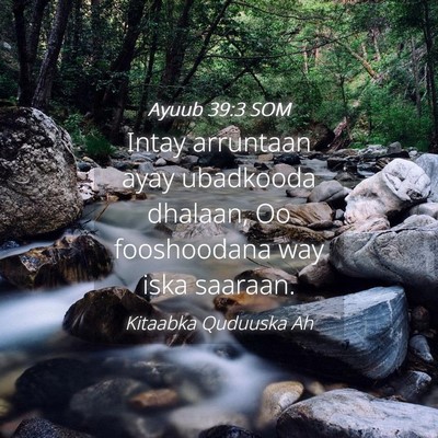Picture 04 - Ayuub 39:3 SOM - Intay arruntaan ayay ubadkooda dhalaan, Oo - Bible Verse Picture