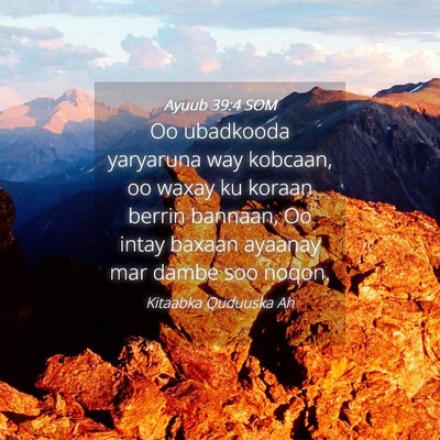 Picture 04 - Ayuub 39:4 SOM - Oo ubadkooda yaryaruna way kobcaan, oo waxay ku - Bible Verse Picture