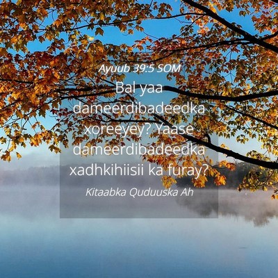 Picture 04 - Ayuub 39:5 SOM - Bal yaa dameerdibadeedka xoreeyey? Yaase - Bible Verse Picture