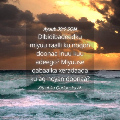 Picture 04 - Ayuub 39:9 SOM - Dibidibadeedku miyuu raalli ku noqon doonaa inuu - Bible Verse Picture