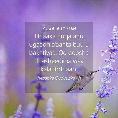 Picture 04 - Ayuub 4:11 SOM - Libaaxa duqa ahu ugaadhla'aanta buu u bakhtiyaa, - Bible Verse Picture