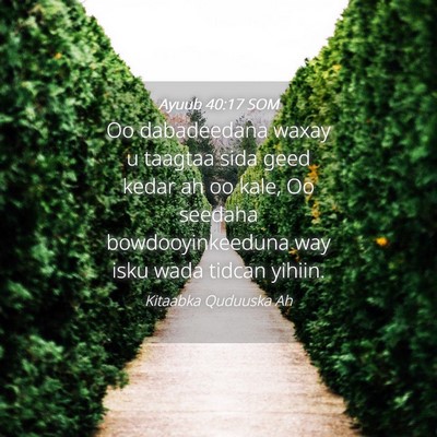 Picture 04 - Ayuub 40:17 SOM - Oo dabadeedana waxay u taagtaa sida geed kedar ah - Bible Verse Picture