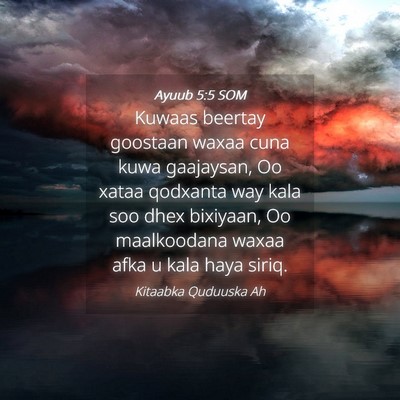 Picture 04 - Ayuub 5:5 SOM - Kuwaas beertay goostaan waxaa cuna kuwa - Bible Verse Picture