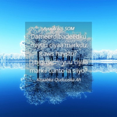 Picture 04 - Ayuub 6:5 SOM - Dameerdibadeedku miyuu ciyaa markuu caws haysto? - Bible Verse Picture