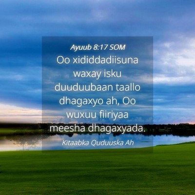 Picture 04 - Ayuub 8:17 SOM - Oo xididdadiisuna waxay isku duuduubaan taallo - Bible Verse Picture
