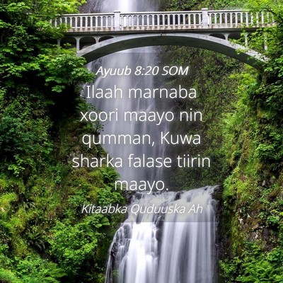 Picture 04 - Ayuub 8:20 SOM - Ilaah marnaba xoori maayo nin qumman, Kuwa sharka - Bible Verse Picture