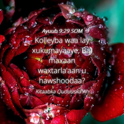 Picture 04 - Ayuub 9:29 SOM - Kolleyba waa lay xukumayaaye, Bal maxaan - Bible Verse Picture