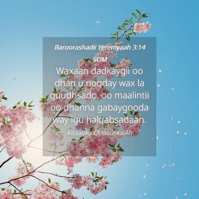 Picture 04 - Baroorashadii Yeremyaah 3:14 SOM - Waxaan dadkaygii oo dhan u noqday wax la - Bible Verse Picture