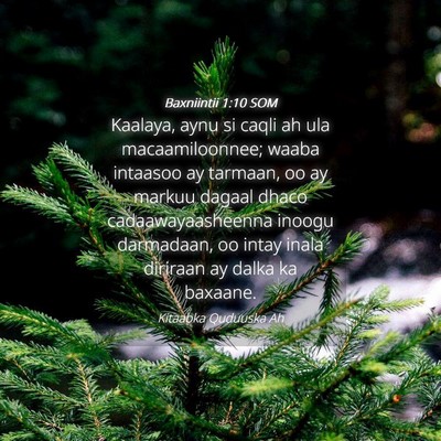 Picture 04 - Baxniintii 1:10 SOM - Kaalaya, aynu si caqli ah ula macaamiloonnee; - Bible Verse Picture