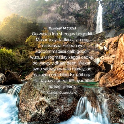 Picture 04 - Baxniintii 14:5 SOM - Oo waxaa loo sheegay boqorkii Masar inay dadkii - Bible Verse Picture