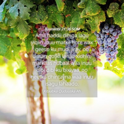 Picture 04 - Baxniintii 21:36 SOM - Ama haddii dibiga lagu yiqiin inuu markii hore - Bible Verse Picture
