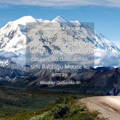 Picture 04 - Baxniintii 39:29 SOM - iyo dhex-xidhkii ahaa marada wanaagsan, iyo - Bible Verse Picture