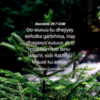 Picture 04 - Baxniintii 39:7 SOM - Oo wuxuu ku dhejiyey eefodka garbihiisa, inay - Bible Verse Picture