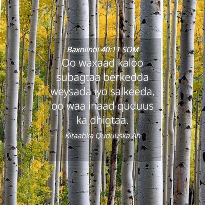 Picture 04 - Baxniintii 40:11 SOM - Oo waxaad kaloo subagtaa berkedda weysada iyo - Bible Verse Picture