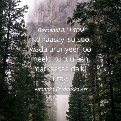 Picture 04 - Baxniintii 8:14 SOM - Kolkaasay isu soo wada ururiyeen oo meelo ku - Bible Verse Picture