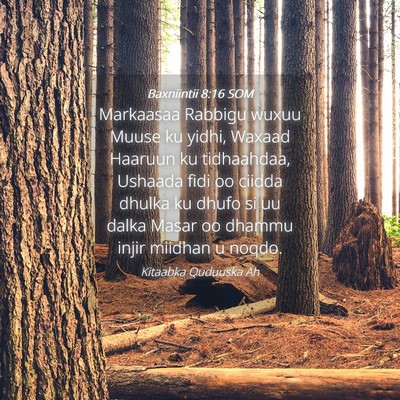 Picture 04 - Baxniintii 8:16 SOM - Markaasaa Rabbigu wuxuu Muuse ku yidhi, Waxaad - Bible Verse Picture