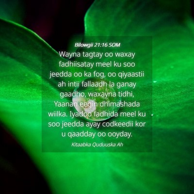 Picture 04 - Bilowgii 21:16 SOM - Wayna tagtay oo waxay fadhiisatay meel ku soo - Bible Verse Picture