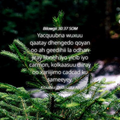 Picture 04 - Bilowgii 30:37 SOM - Yacquubna wuxuu qaatay dhengedo qoyan oo ah - Bible Verse Picture