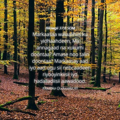 Picture 04 - Bilowgii 37:8 SOM - Markaasaa walaalihiis ku yidhaahdeen, Ma annagaad - Bible Verse Picture