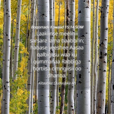 Picture 04 - Boqorradii Kowaad 15:14 SOM - Laakiinse meelihii sarsare lama baabbi'in; habase - Bible Verse Picture
