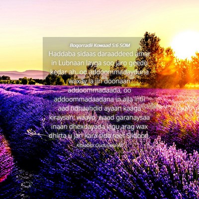 Picture 04 - Boqorradii Kowaad 5:6 SOM - Haddaba sidaas daraaddeed amar in Lubnaan layga - Bible Verse Picture