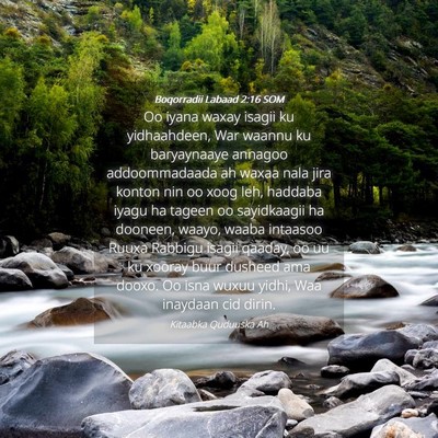 Picture 04 - Boqorradii Labaad 2:16 SOM - Oo iyana waxay isagii ku yidhaahdeen, War waannu - Bible Verse Picture