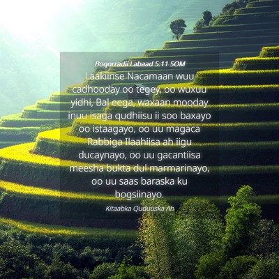 Picture 04 - Boqorradii Labaad 5:11 SOM - Laakiinse Nacamaan wuu cadhooday oo tegey, oo - Bible Verse Picture