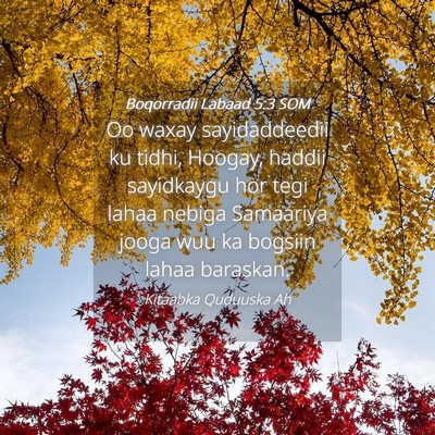 Picture 04 - Boqorradii Labaad 5:3 SOM - Oo waxay sayidaddeedii ku tidhi, Hoogay, haddii - Bible Verse Picture