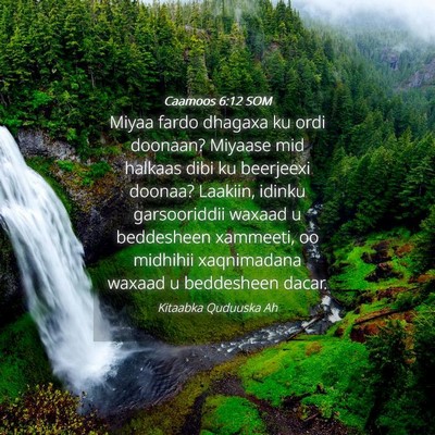 Picture 04 - Caamoos 6:12 SOM - Miyaa fardo dhagaxa ku ordi doonaan? Miyaase mid - Bible Verse Picture