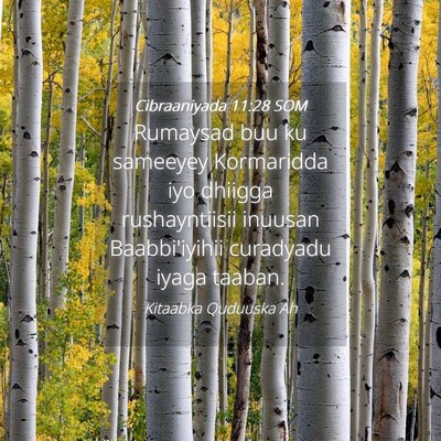 Picture 04 - Cibraaniyada 11:28 SOM - Rumaysad buu ku sameeyey Kormaridda iyo dhiigga - Bible Verse Picture