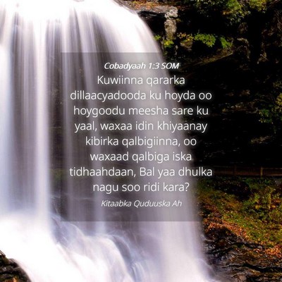 Picture 04 - Cobadyaah 1:3 SOM - Kuwiinna qararka dillaacyadooda ku hoyda oo - Bible Verse Picture