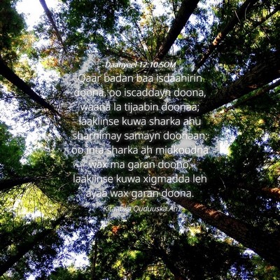 Picture 04 - Daanyeel 12:10 SOM - Qaar badan baa isdaahirin doona, oo iscaddayn - Bible Verse Picture