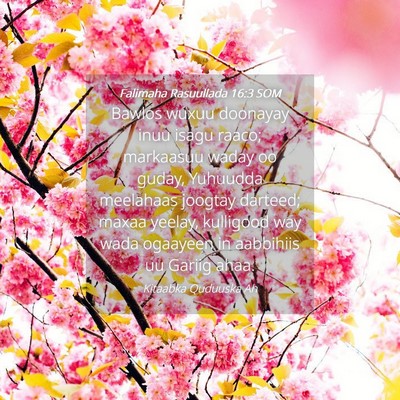 Picture 04 - Falimaha Rasuullada 16:3 SOM - Bawlos wuxuu doonayay inuu isagu raaco; markaasuu - Bible Verse Picture