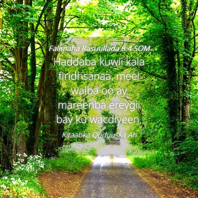 Picture 04 - Falimaha Rasuullada 8:4 SOM - Haddaba kuwii kala firidhsanaa, meel walba oo ay - Bible Verse Picture