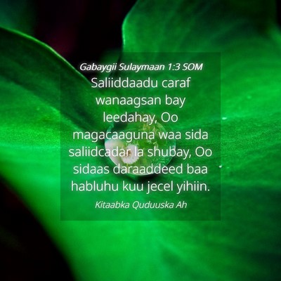 Picture 04 - Gabaygii Sulaymaan 1:3 SOM - Saliiddaadu caraf wanaagsan bay leedahay, Oo - Bible Verse Picture