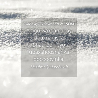 Picture 04 - Gabaygii Sulaymaan 2:1 SOM - Anigu waxaan ahay ubaxnarjiska Shaaroon, Iyo - Bible Verse Picture