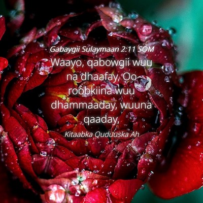 Picture 04 - Gabaygii Sulaymaan 2:11 SOM - Waayo, qabowgii wuu na dhaafay, Oo roobkiina wuu - Bible Verse Picture