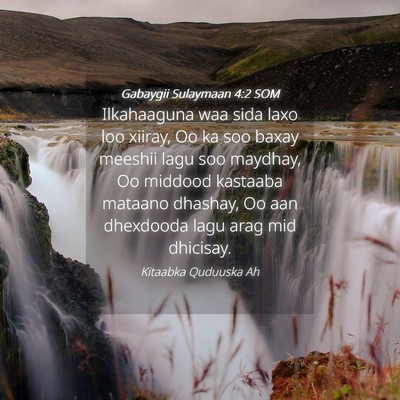 Picture 04 - Gabaygii Sulaymaan 4:2 SOM - Ilkahaaguna waa sida laxo loo xiiray, Oo ka soo - Bible Verse Picture