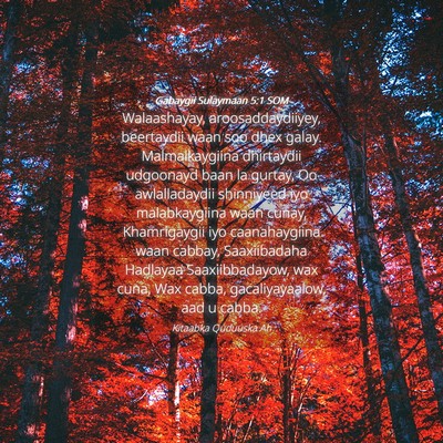Picture 04 - Gabaygii Sulaymaan 5:1 SOM - Walaashayay, aroosaddaydiiyey, beertaydii waan - Bible Verse Picture