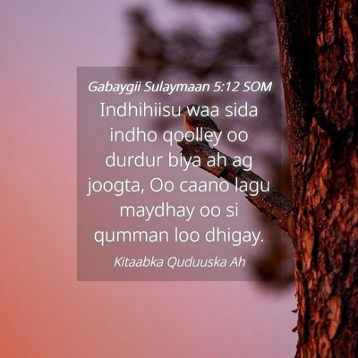 Picture 04 - Gabaygii Sulaymaan 5:12 SOM - Indhihiisu waa sida indho qoolley oo durdur biya - Bible Verse Picture