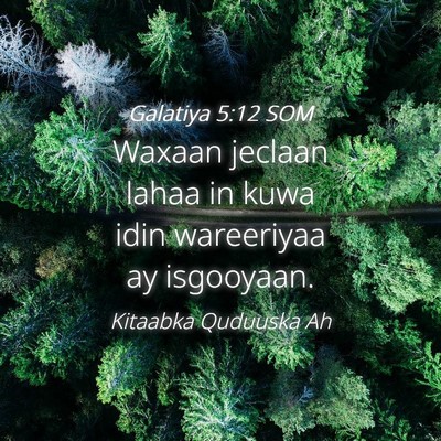 Picture 04 - Galatiya 5:12 SOM - Waxaan jeclaan lahaa in kuwa idin wareeriyaa ay - Bible Verse Picture