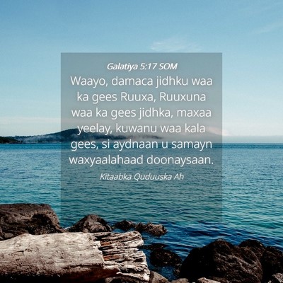 Picture 04 - Galatiya 5:17 SOM - Waayo, damaca jidhku waa ka gees Ruuxa, Ruuxuna - Bible Verse Picture