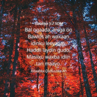 Picture 04 - Galatiya 5:2 SOM - Bal ogaada, aniga oo Bawlos ah waxaan idinku - Bible Verse Picture