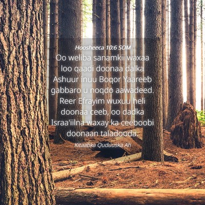 Picture 04 - Hoosheeca 10:6 SOM - Oo weliba sanamkii waxaa loo qaadi doonaa dalka - Bible Verse Picture