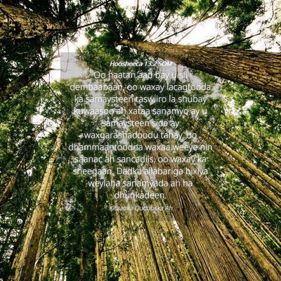Picture 04 - Hoosheeca 13:2 SOM - Oo haatan aad bay u sii dembaabaan, oo waxay - Bible Verse Picture