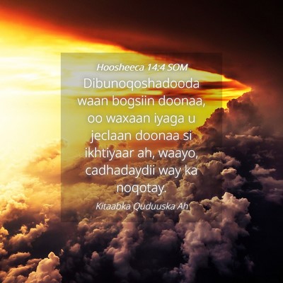 Picture 04 - Hoosheeca 14:4 SOM - Dibunoqoshadooda waan bogsiin doonaa, oo waxaan - Bible Verse Picture
