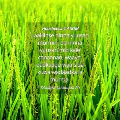 Picture 04 - Hoosheeca 4:4 SOM - Laakiinse ninna yuusan murmin, oo ninna yuusan - Bible Verse Picture