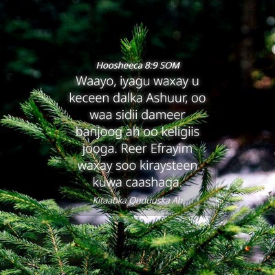 Picture 04 - Hoosheeca 8:9 SOM - Waayo, iyagu waxay u keceen dalka Ashuur, oo waa - Bible Verse Picture