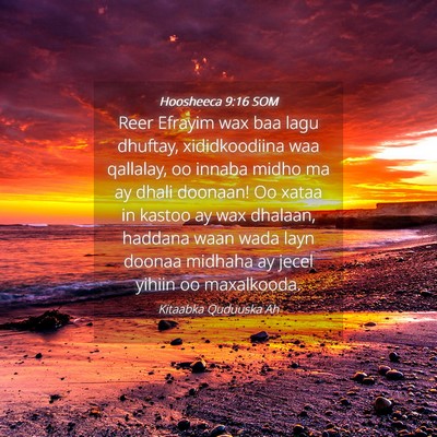 Picture 04 - Hoosheeca 9:16 SOM - Reer Efrayim wax baa lagu dhuftay, xididkoodiina - Bible Verse Picture
